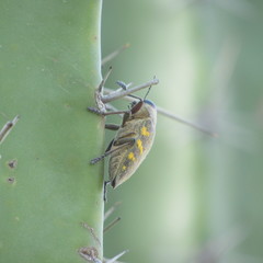 Lampetis hirtomaculata