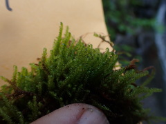 Scorpidium scorpioides