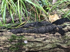 Kretzschmaria cetrarioides