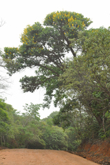 Vochysia thyrsoidea