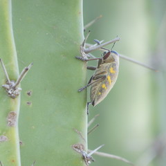 Lampetis hirtomaculata