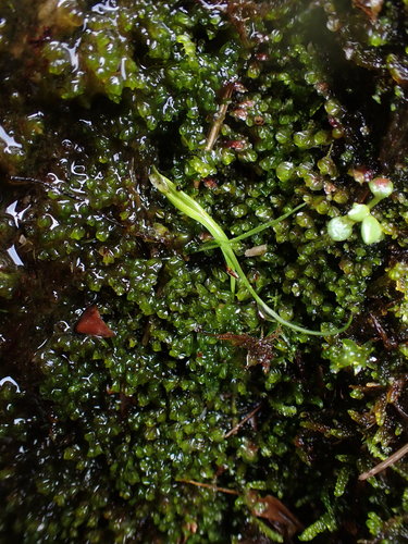Solenostoma fusiforme