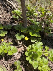 Waldsteinia