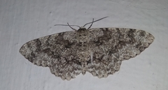 Geometridae