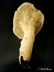 Pleurotus levis