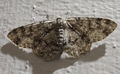 Geometridae