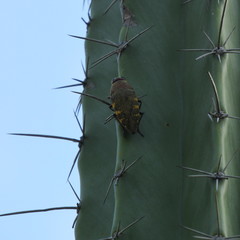 Lampetis hirtomaculata