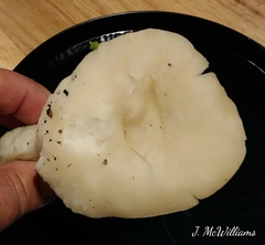 Pleurotus levis