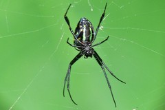 Leucauge tessellata
