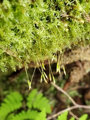 Tetraphis geniculata
