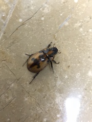 Cyclocephala deceptor