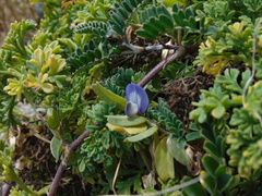 Astragalus amatus