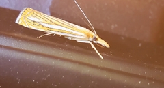 Crambus multilinellus
