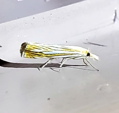 Crambus multilinellus