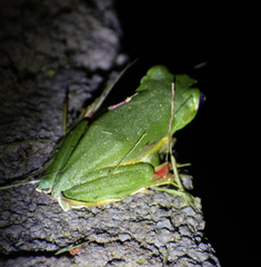 Rhacophorus malabaricus