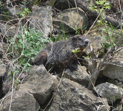 Marmota monax