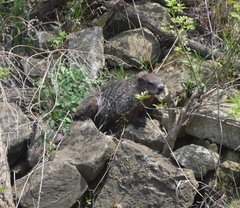 Marmota monax