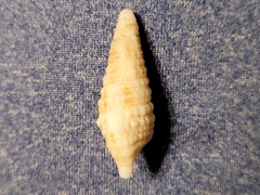 Cerithium atratum