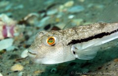 Torquigener squamicauda