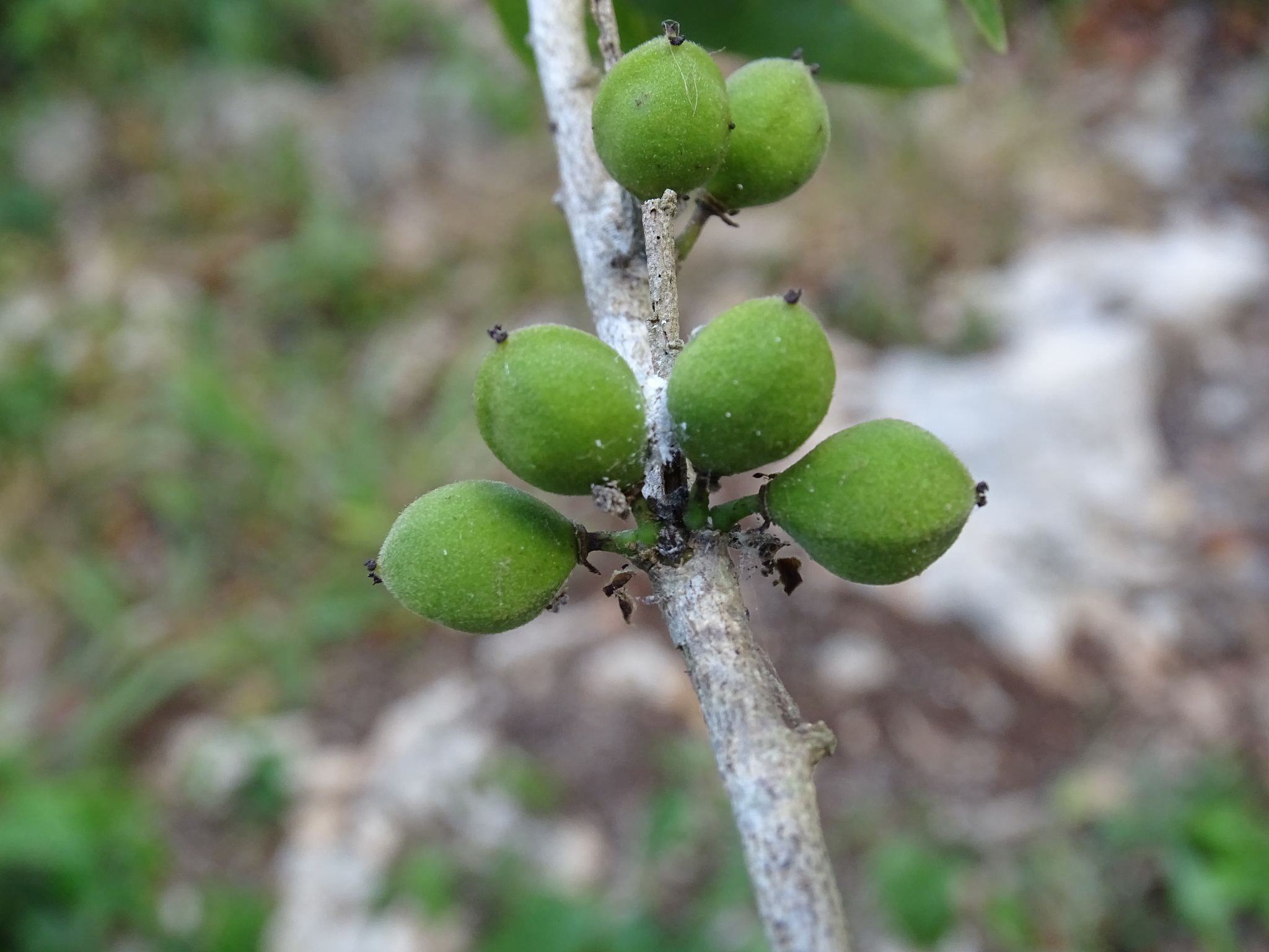 Drypetes lateriflora