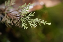 Hymenophyllum australe