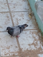 Columba livia domestica