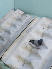 Columba livia domestica
