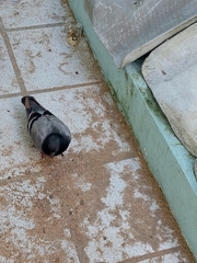 Columba livia domestica