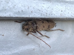 Brothylus gemmulatus