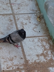 Columba livia domestica