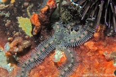 Ophiothrix spongicola