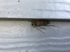 Brothylus gemmulatus