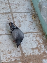Columba livia domestica