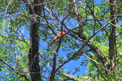 Cardinalis cardinalis