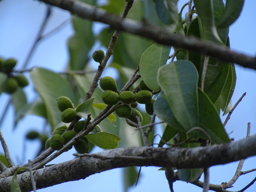 Guiana plum
