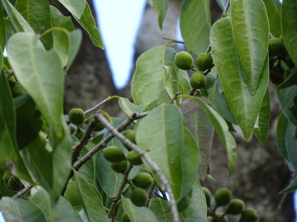 Drypetes lateriflora; photograph (c) Alexis López Hernández, some rights reserved (CC BY)