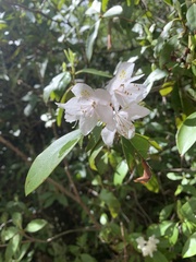 Rhododendron minus