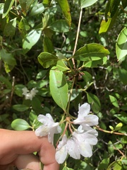Rhododendron minus