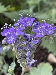 Phacelia scariosa