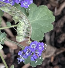 Phacelia scariosa