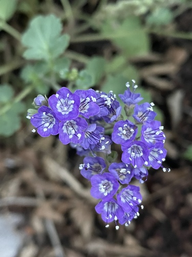 Phacelia scariosa (Phacelia scariosa)