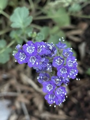 Phacelia scariosa