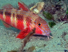 Blue-Lined Goatfish photo 3