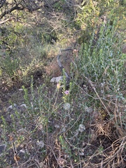 Calochortus plummerae