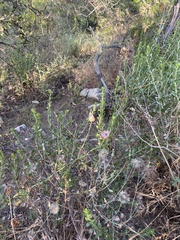 Calochortus plummerae