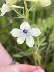 Delphinium pavonaceum
