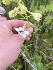 Delphinium pavonaceum