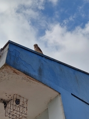 Athene cunicularia