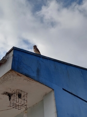 Athene cunicularia