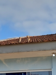 Athene cunicularia